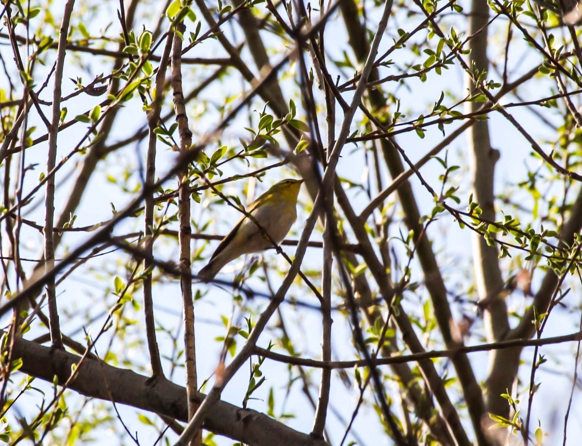 Wood Warbler