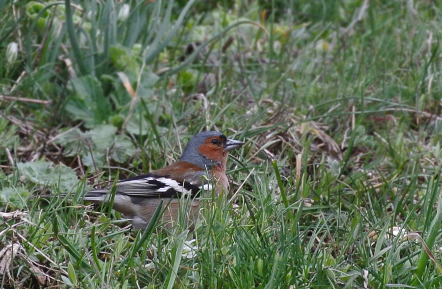 Eurasian Chaffinch