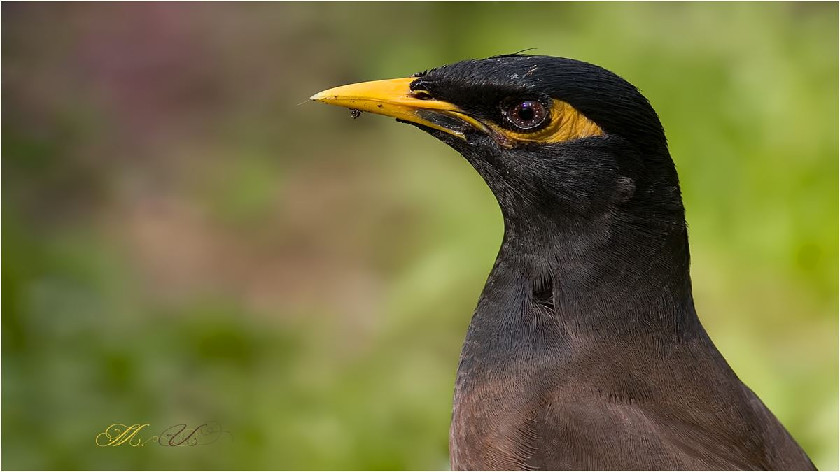 Common Myna