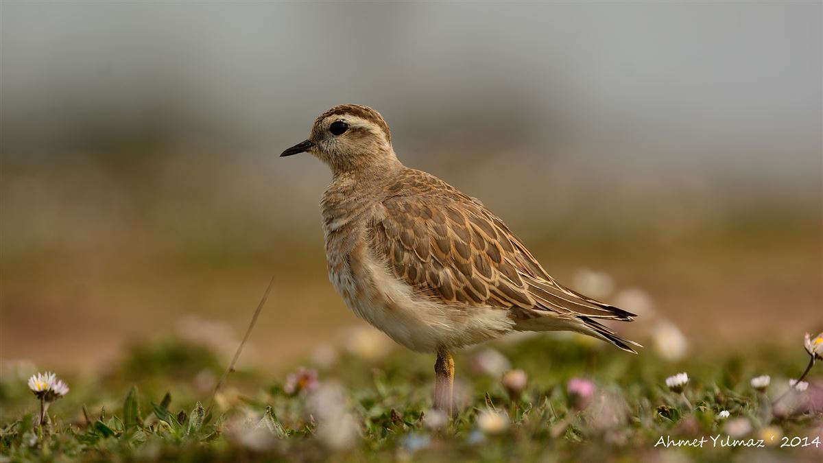 Eurasian Dotterel