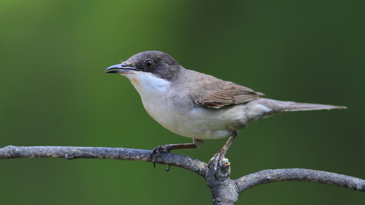 Eastern Orphean Warbler