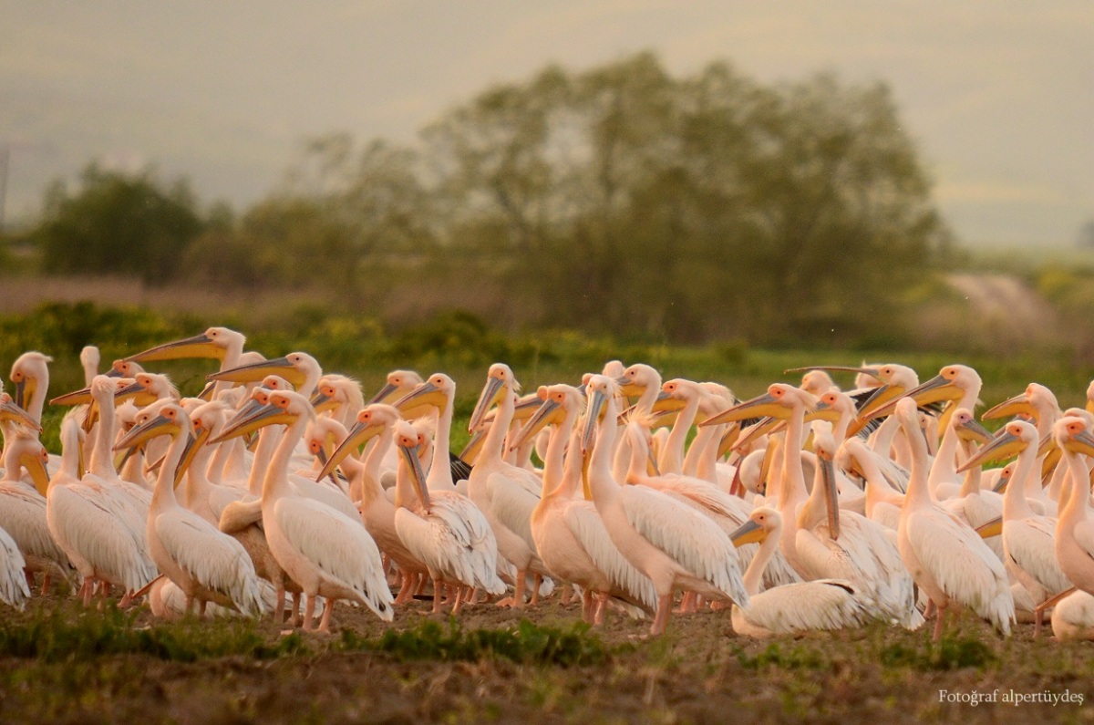 Great White Pelican