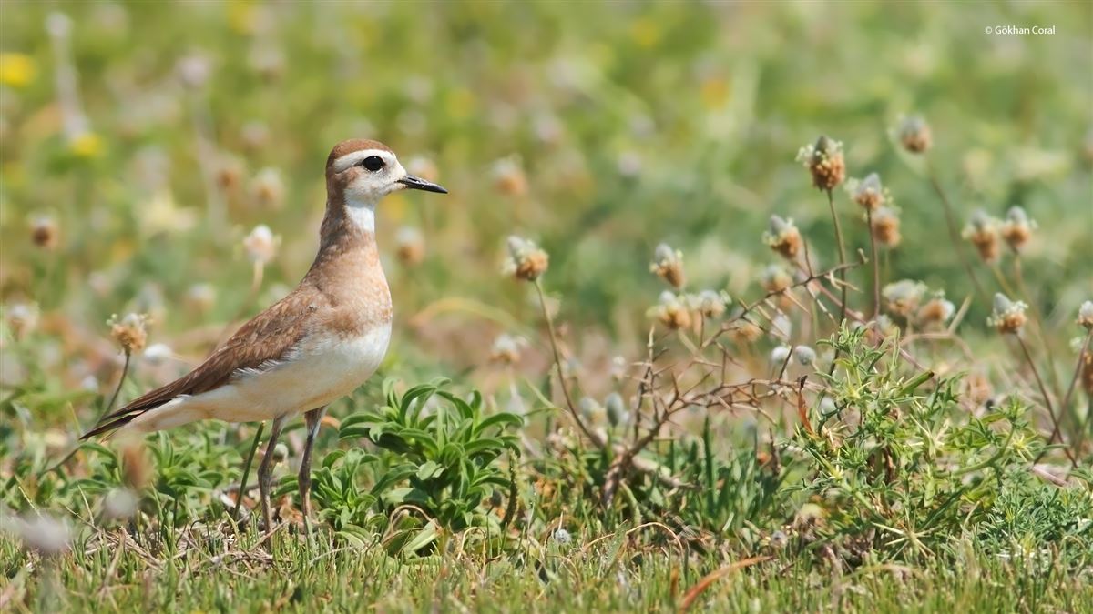 Caspian Plover
