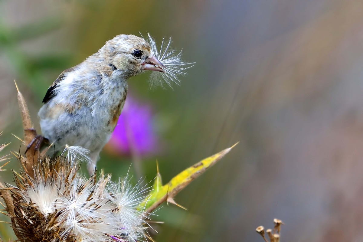 European Goldfinch