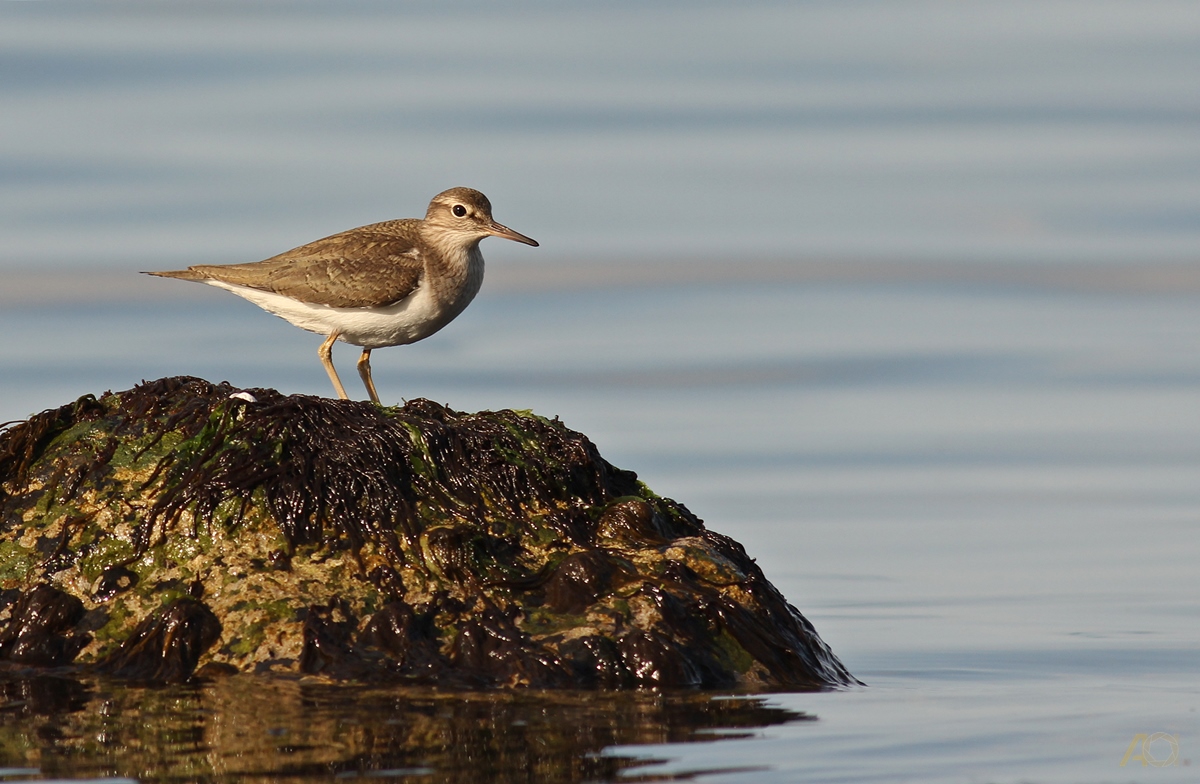 Common Sandpiper