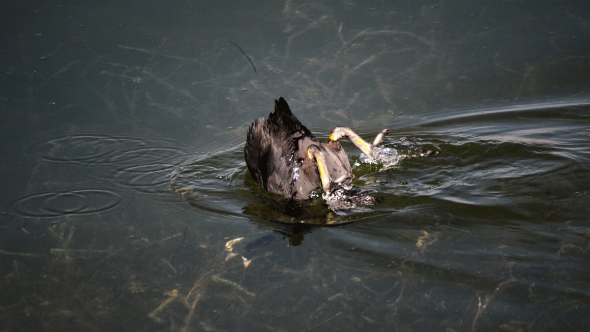 Eurasian Coot