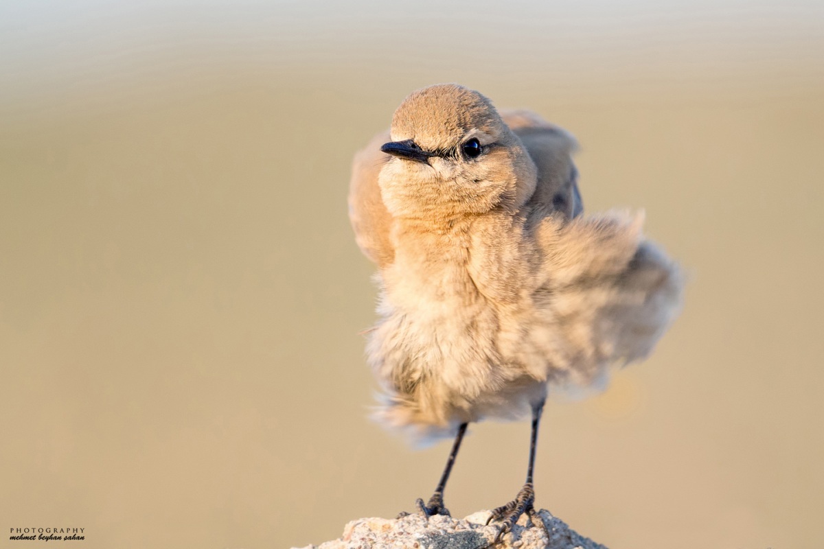 Isabelline Wheatear