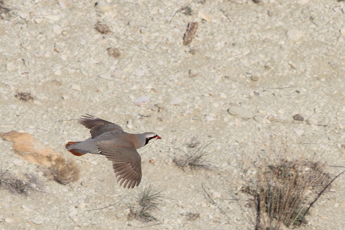 Chukar Partridge
