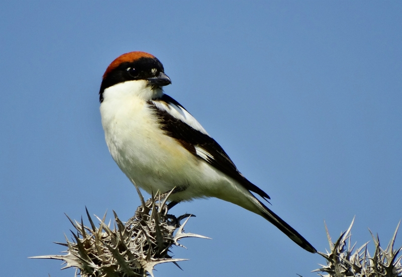 Woodchat Shrike