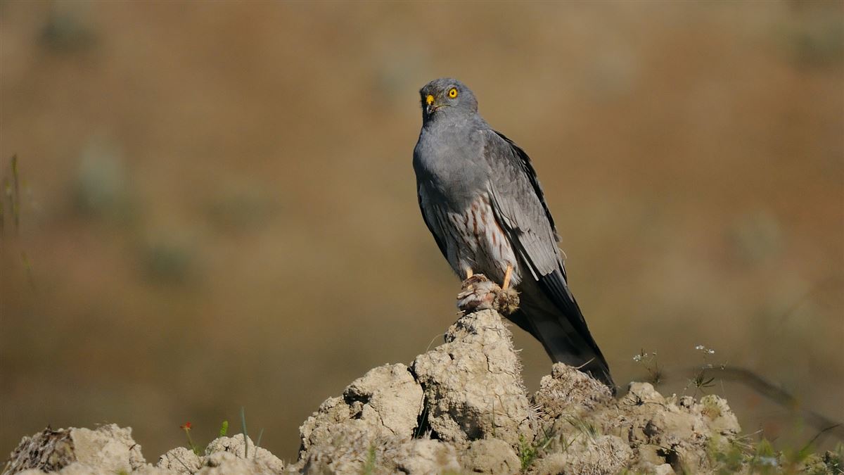 Montagu`s Harrier