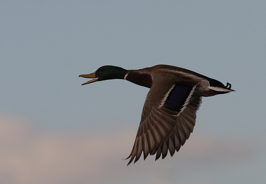 Mallard