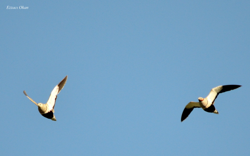 Black-bellied Sandgrouse