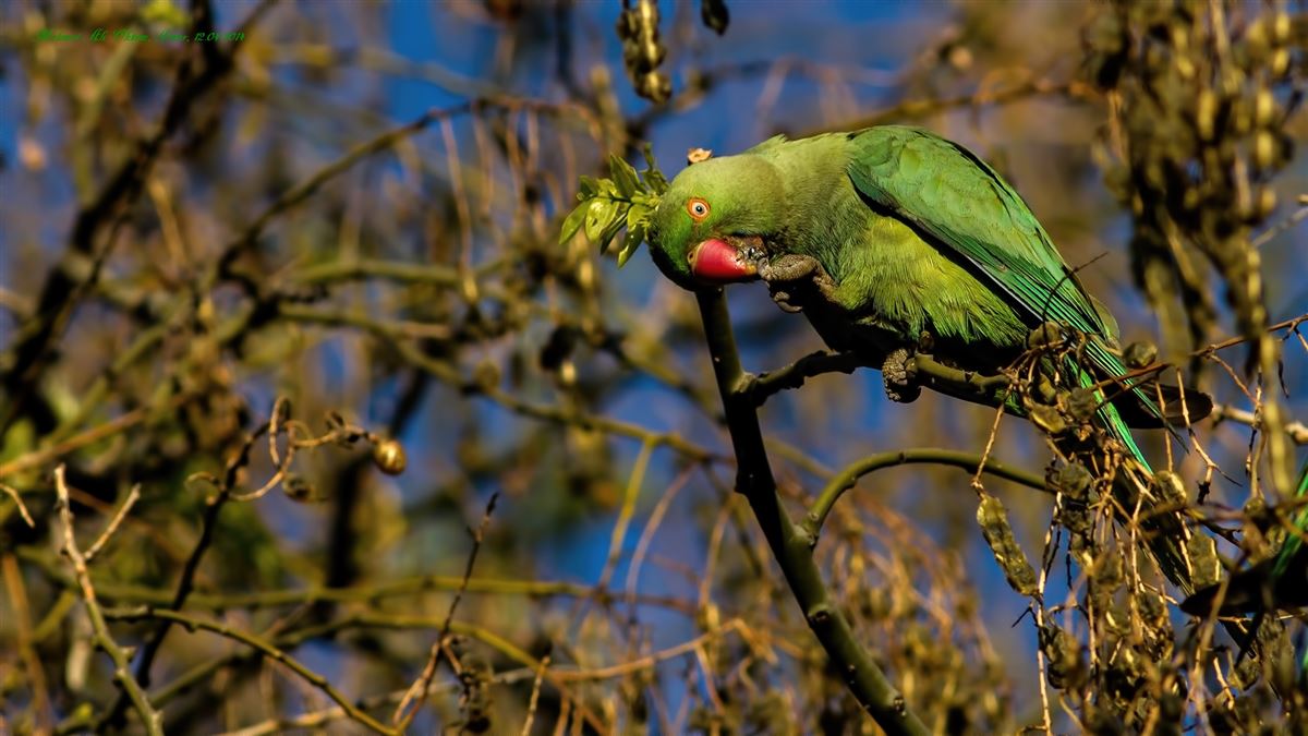 Rose-ringed Parakeet