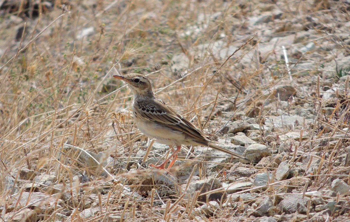 Tawny Pipit