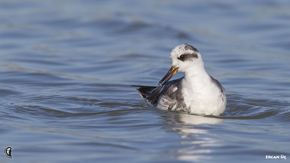 Red Phalarope