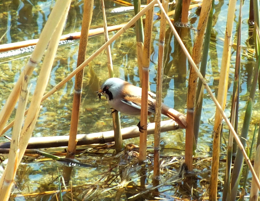 Bearded Reedling