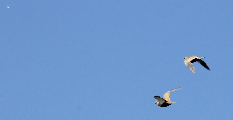 Black-bellied Sandgrouse