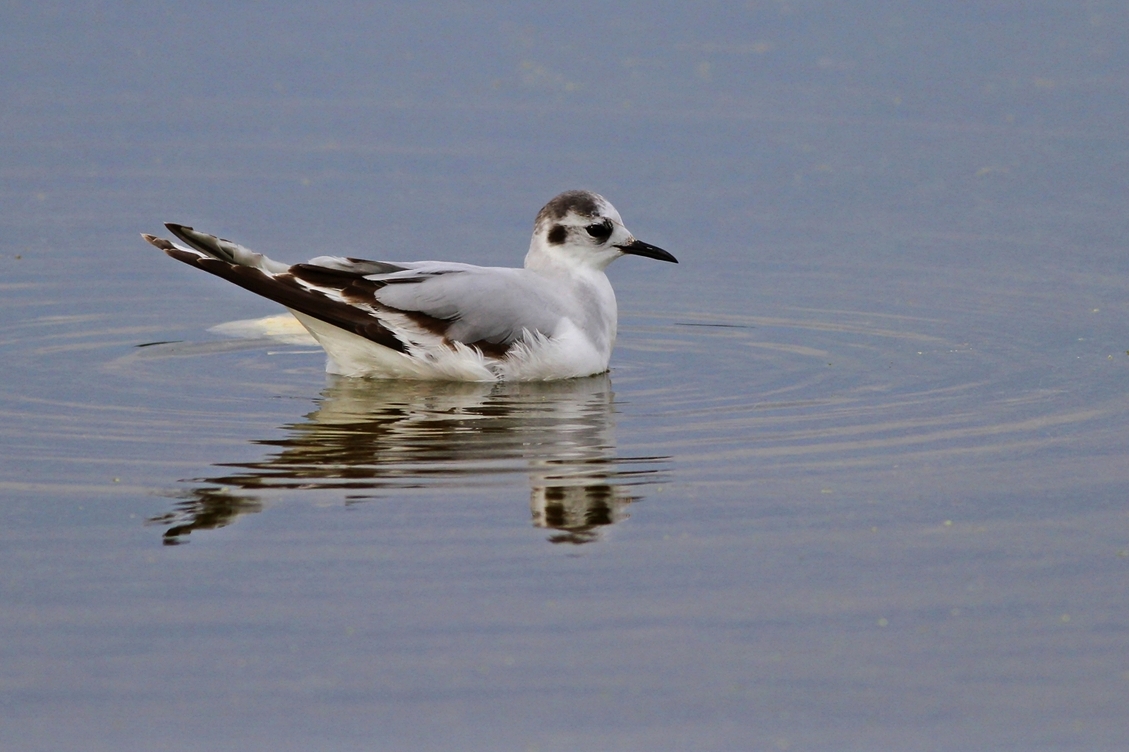 Little Gull