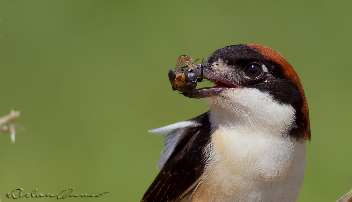 Woodchat Shrike