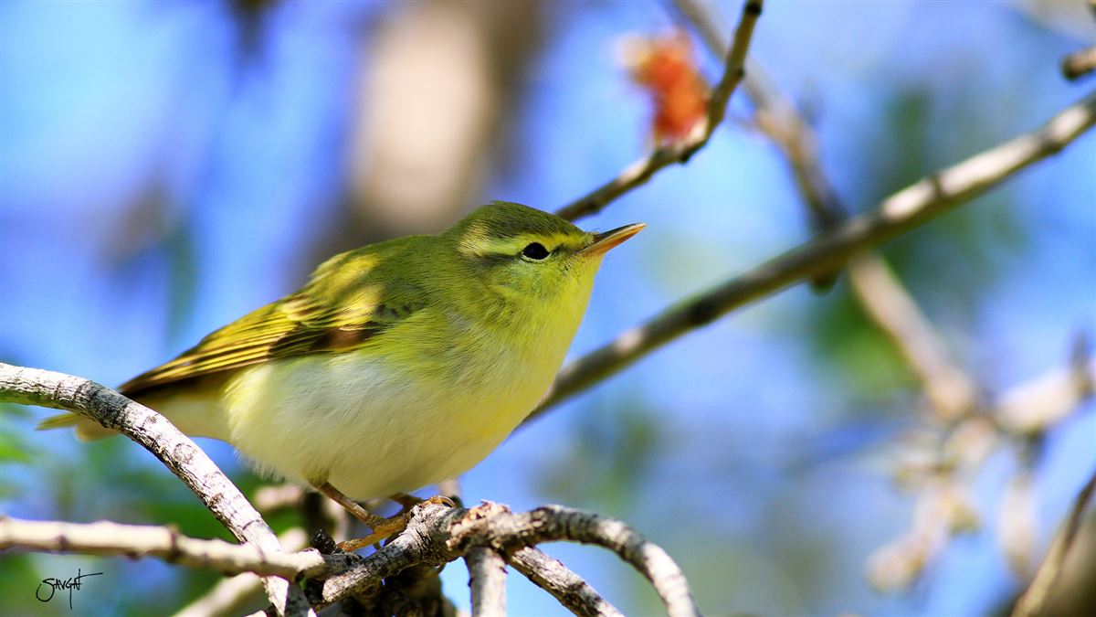 Wood Warbler