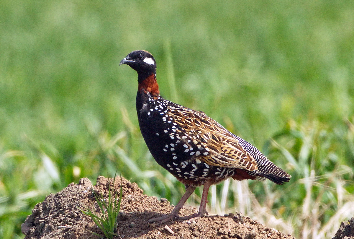 Black Francolin