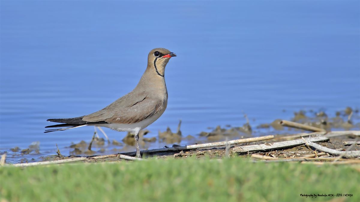 Collared Pratincole