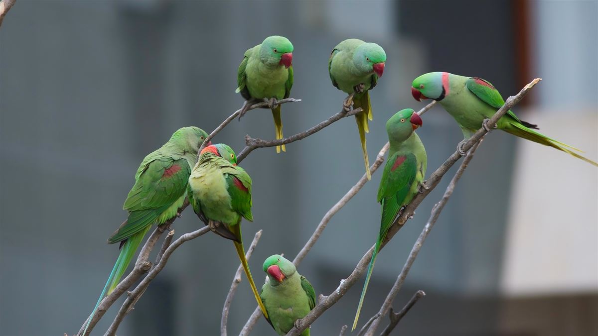 Alexandrine Parakeet