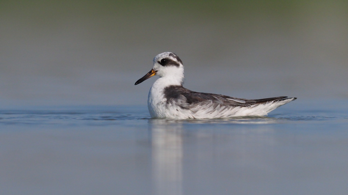 Red Phalarope