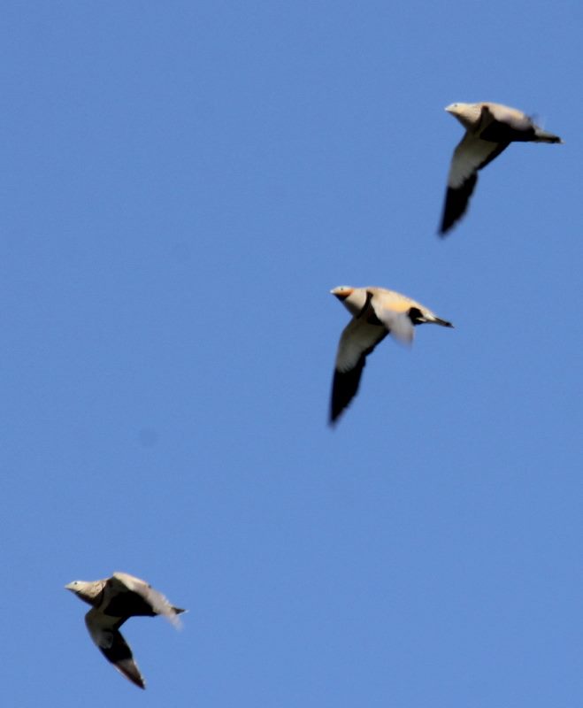 Black-bellied Sandgrouse