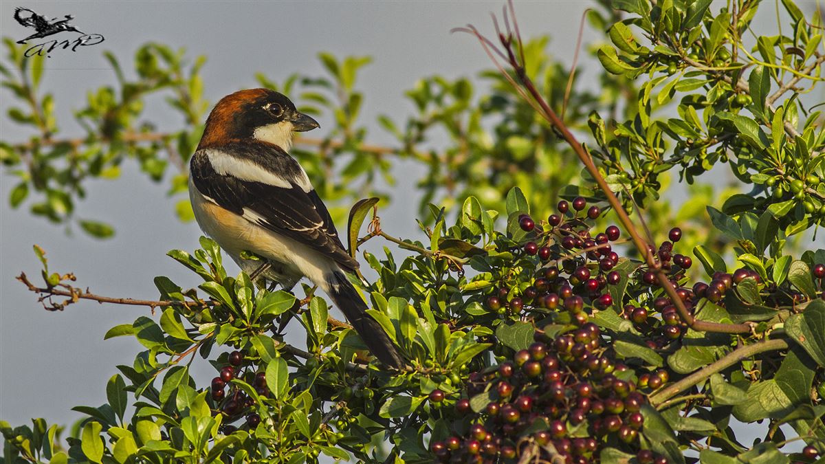 Woodchat Shrike