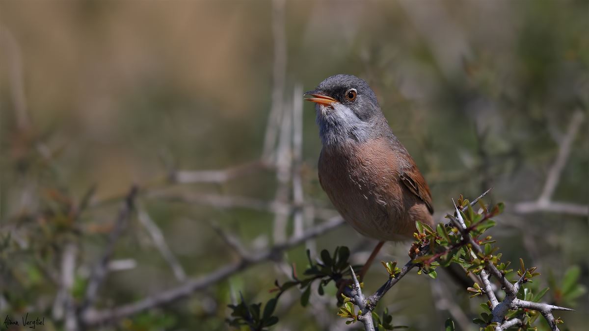 Spectacled Warbler