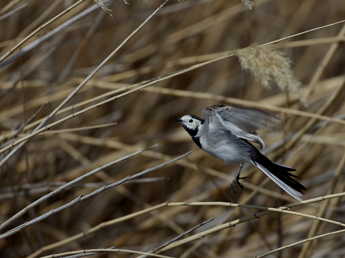 White Wagtail