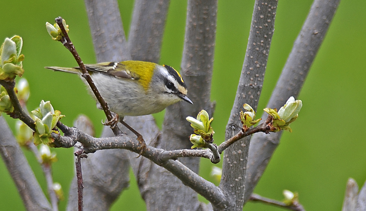 Common Firecrest