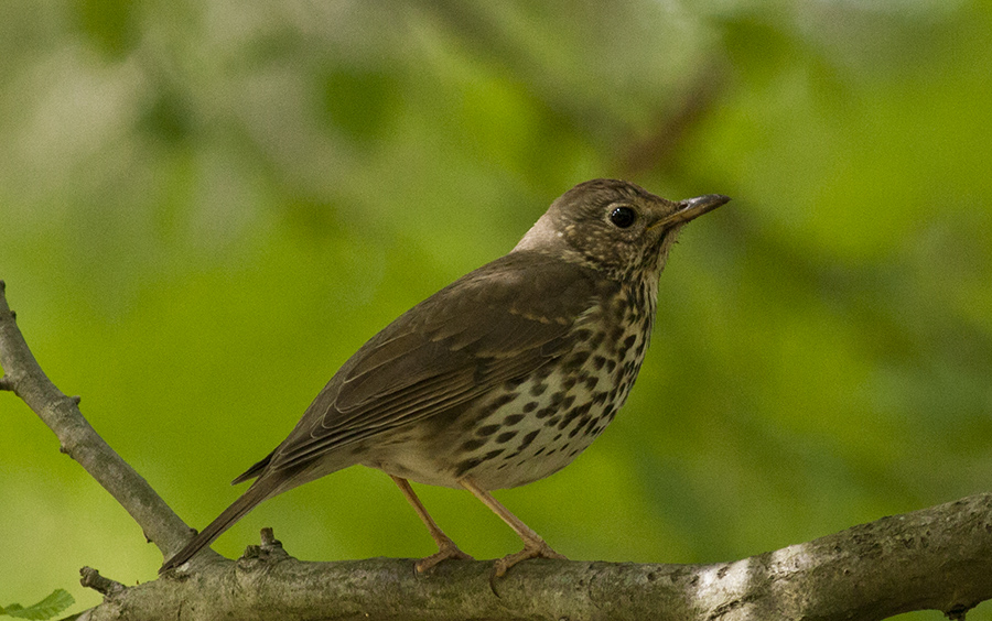 Song Thrush