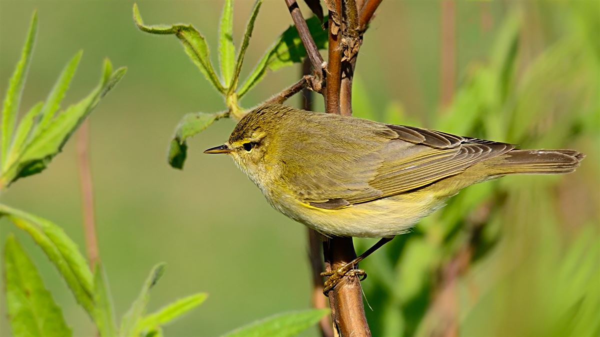 Willow Warbler