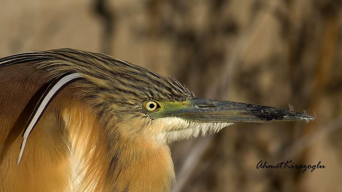 Squacco Heron