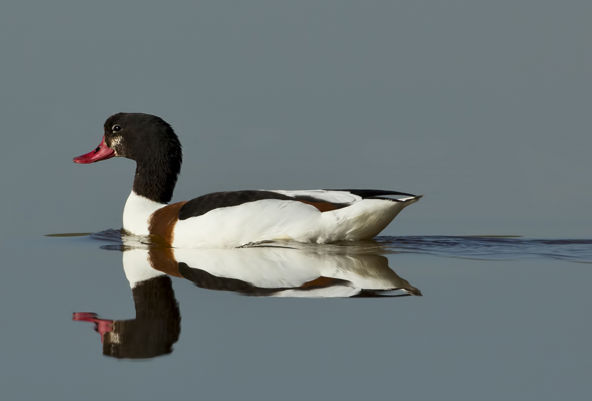 Common Shelduck