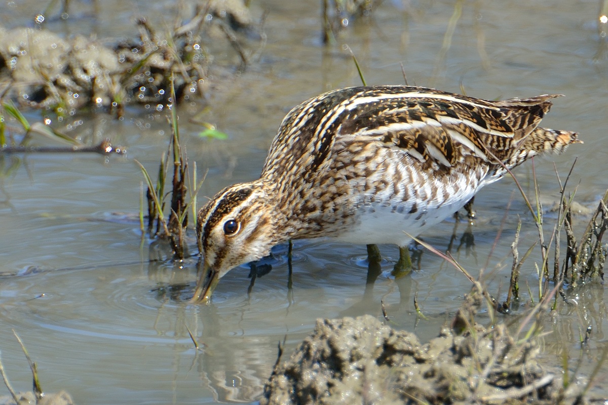 Common Snipe