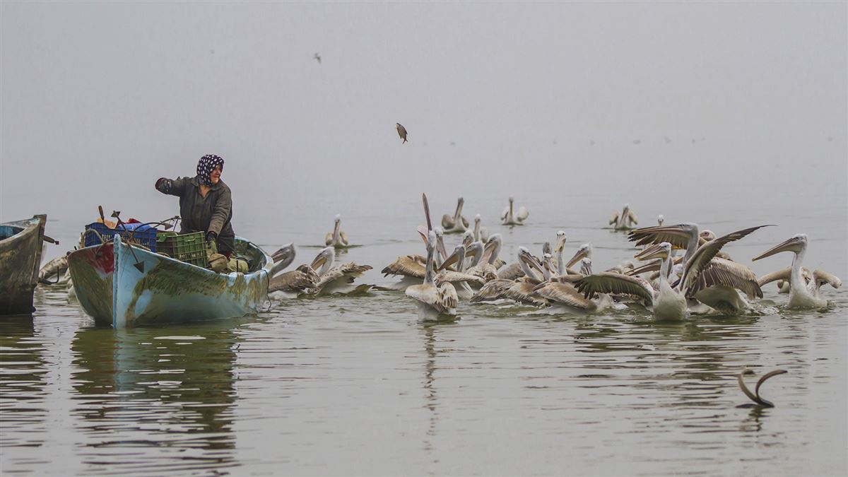 Great White Pelican