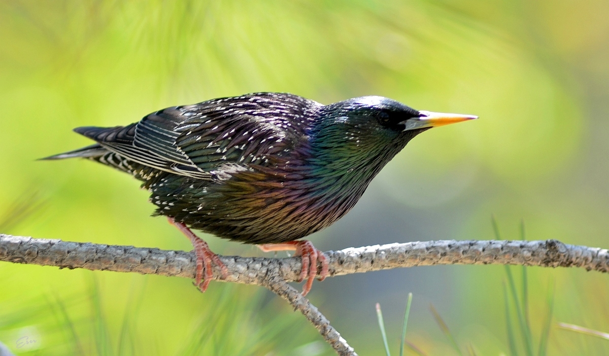 Common Starling