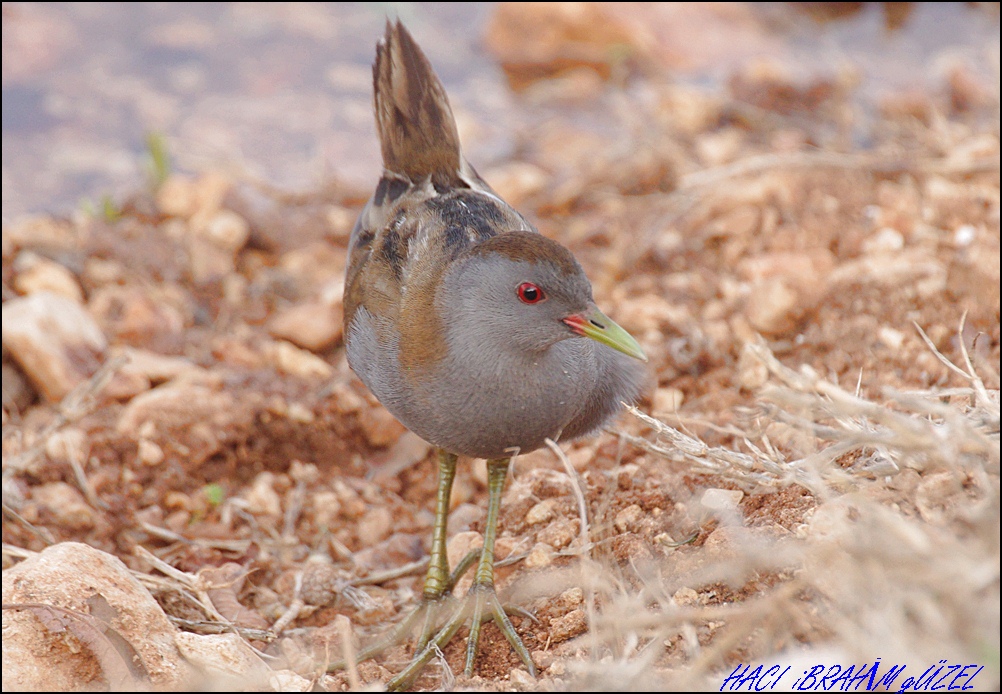 Little Crake