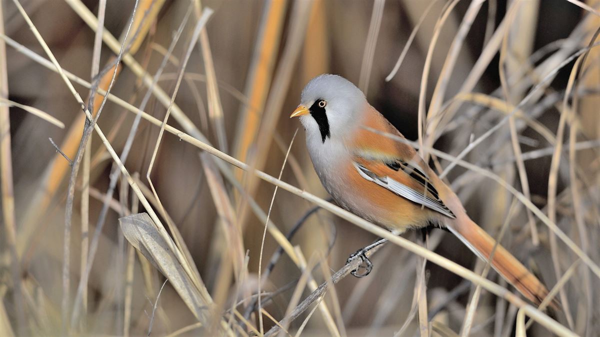 Bearded Reedling