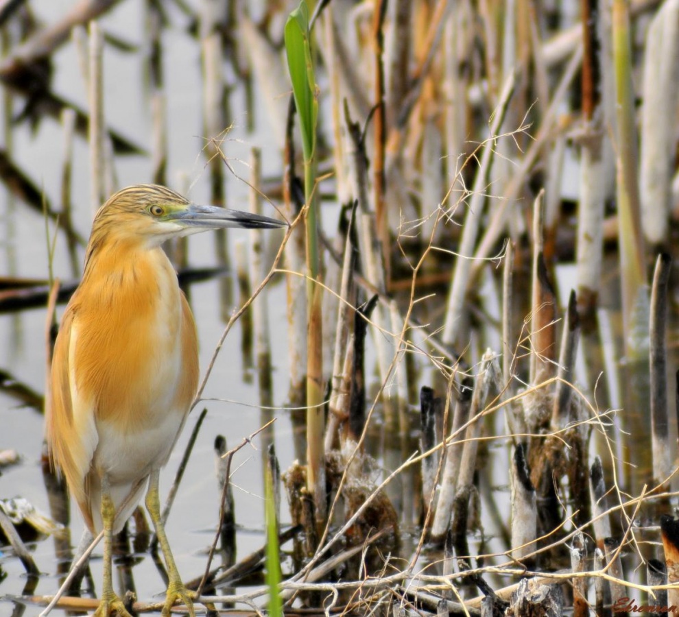 Squacco Heron