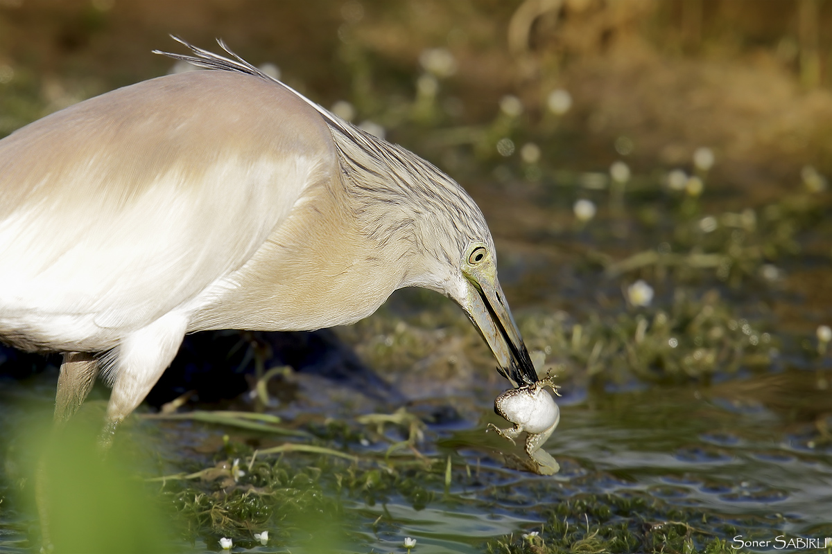 Squacco Heron