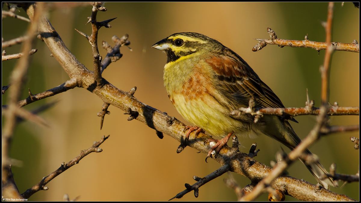 Cirl Bunting
