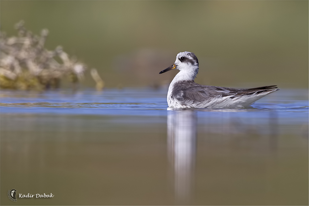 Red Phalarope