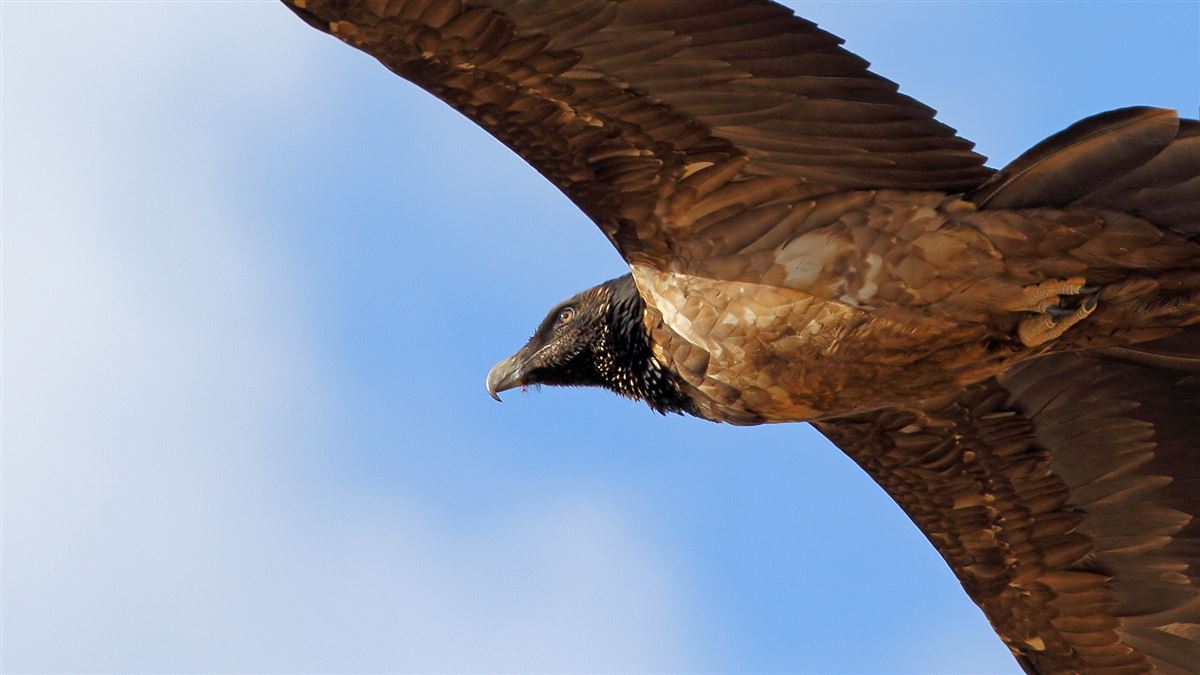 Bearded Vulture