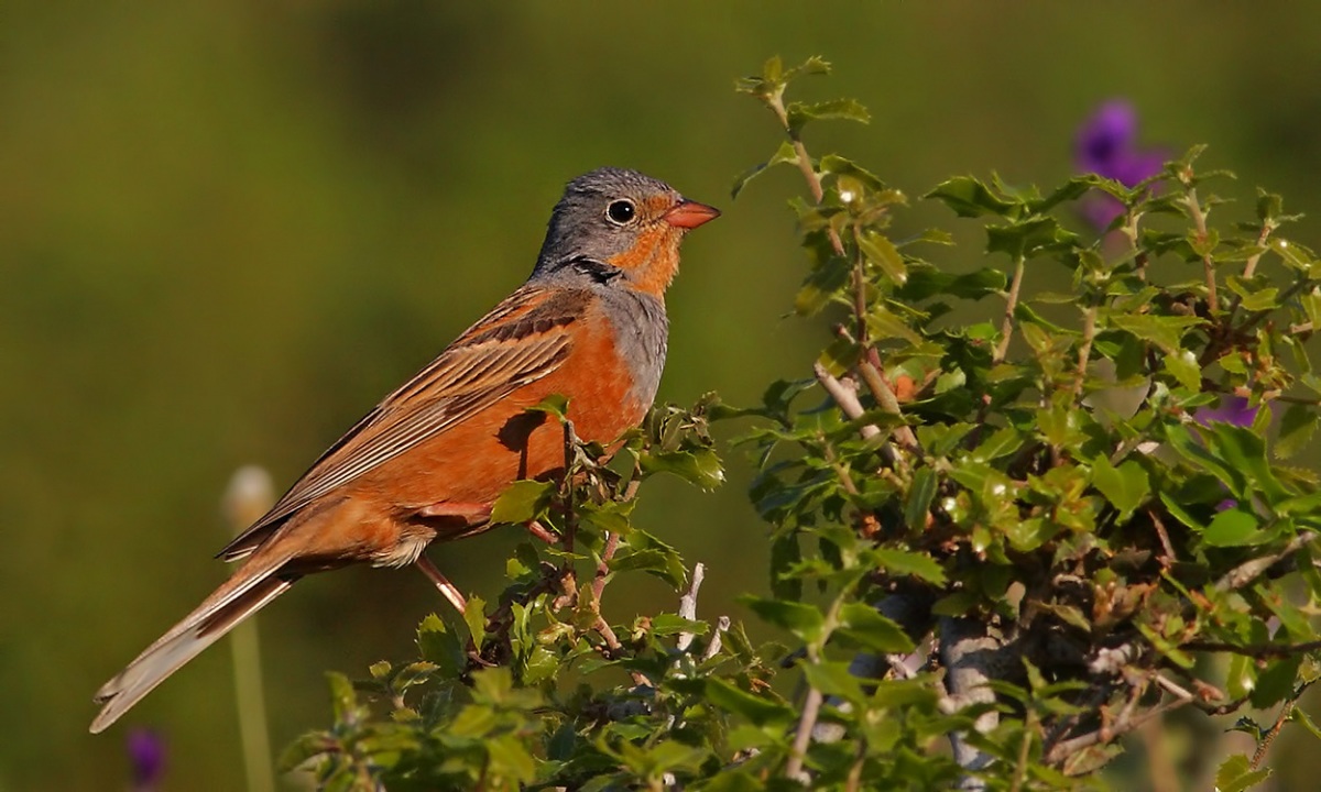 Cretzschmar`s Bunting