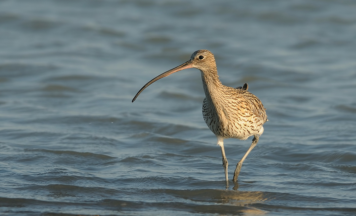 Eurasian Curlew