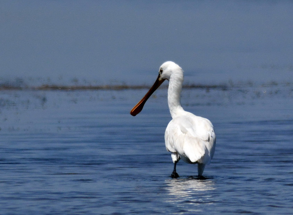 Eurasian Spoonbill